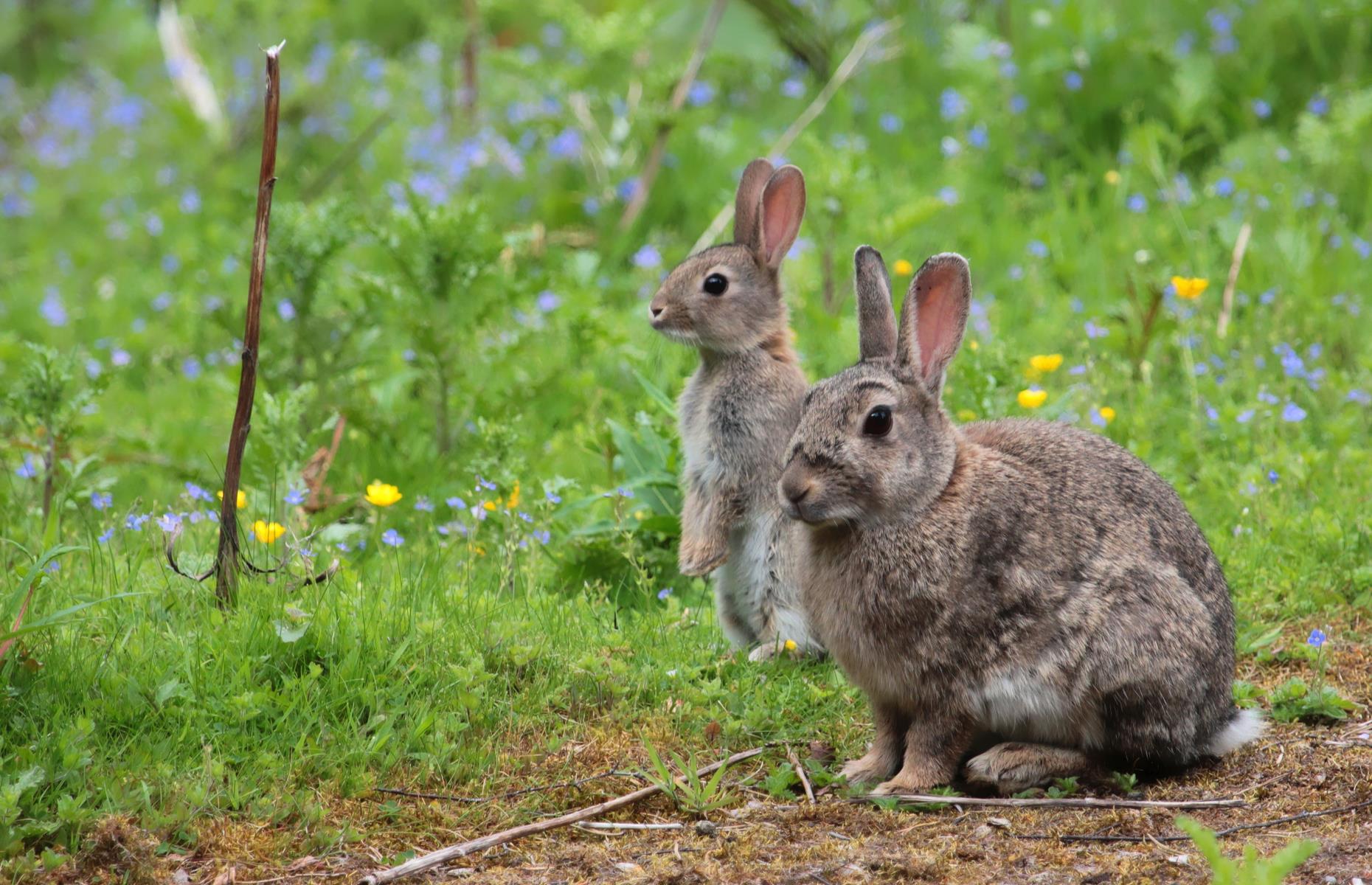 Garden pest: rabbits